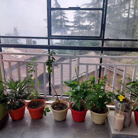 Tree Valley Homestay Chail Extérieur photo