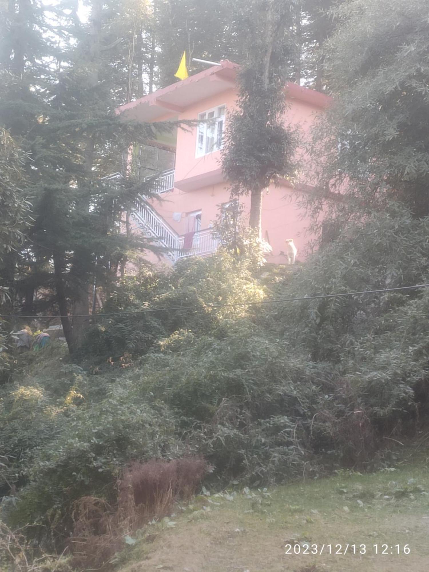 Tree Valley Homestay Chail Extérieur photo
