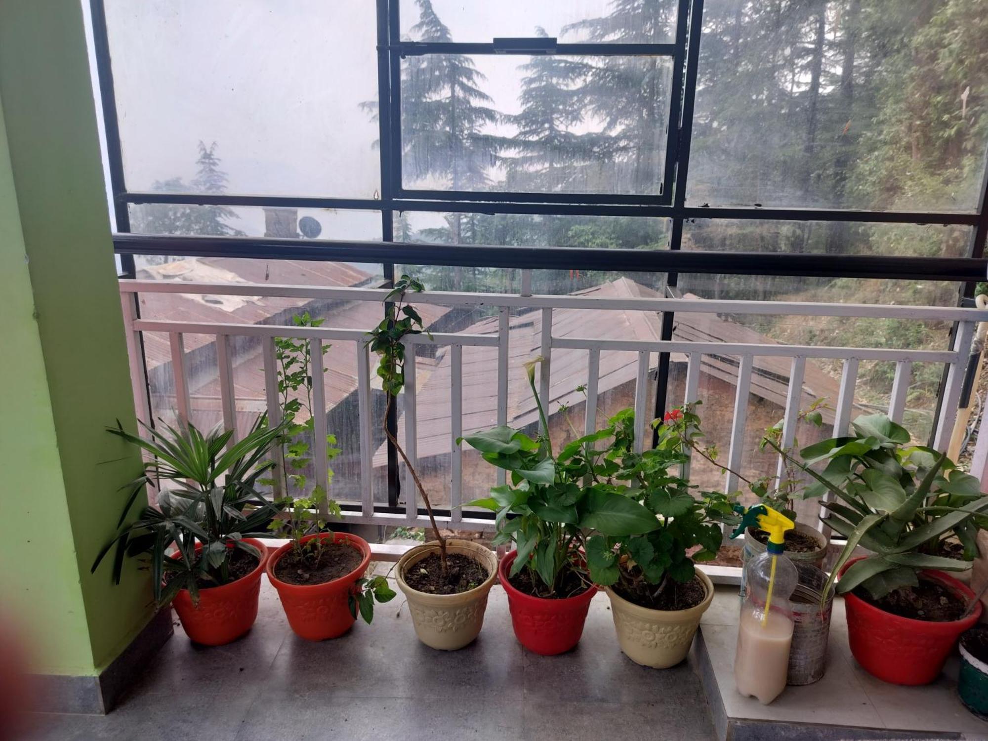 Tree Valley Homestay Chail Extérieur photo