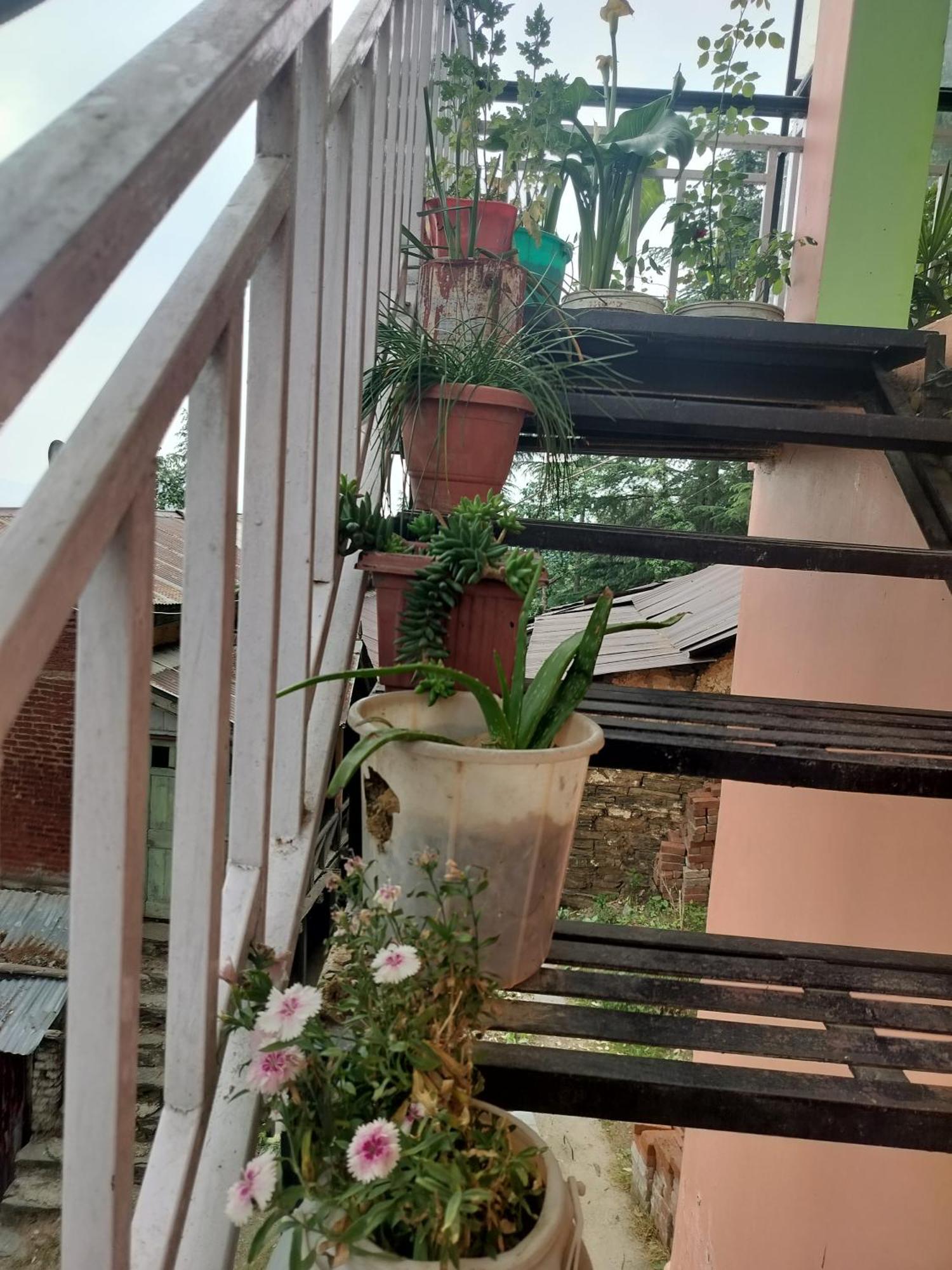 Tree Valley Homestay Chail Extérieur photo