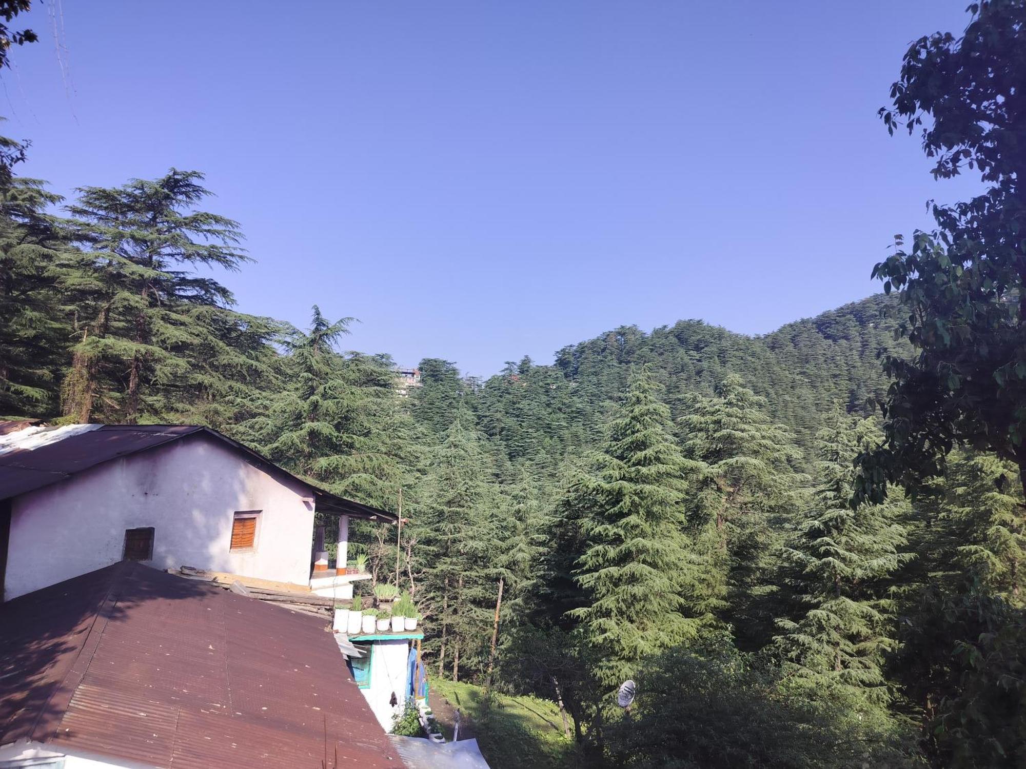 Tree Valley Homestay Chail Extérieur photo