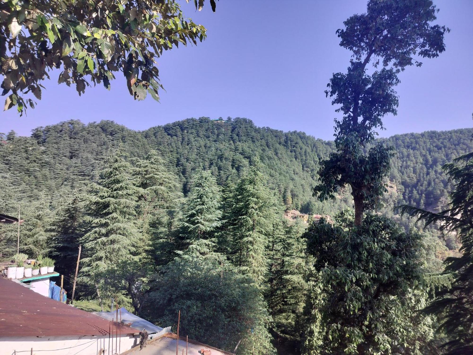 Tree Valley Homestay Chail Extérieur photo