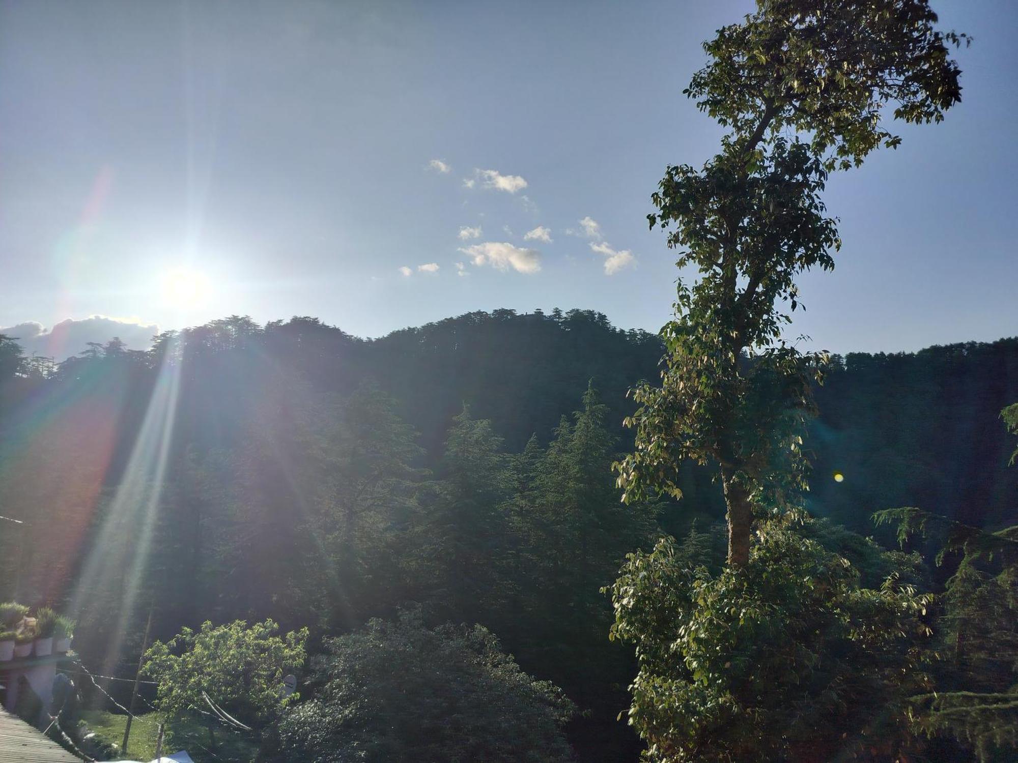 Tree Valley Homestay Chail Extérieur photo