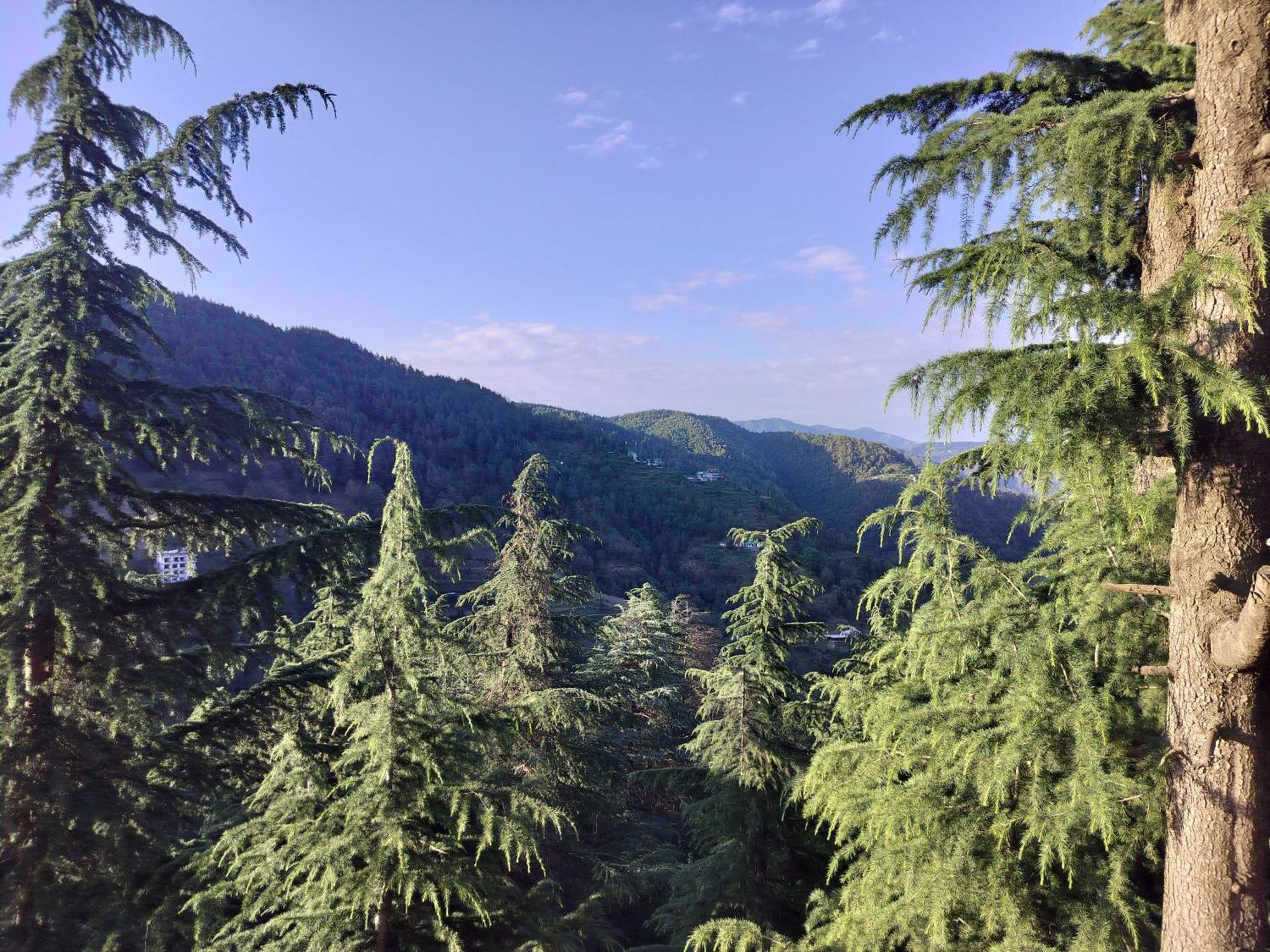 Tree Valley Homestay Chail Extérieur photo